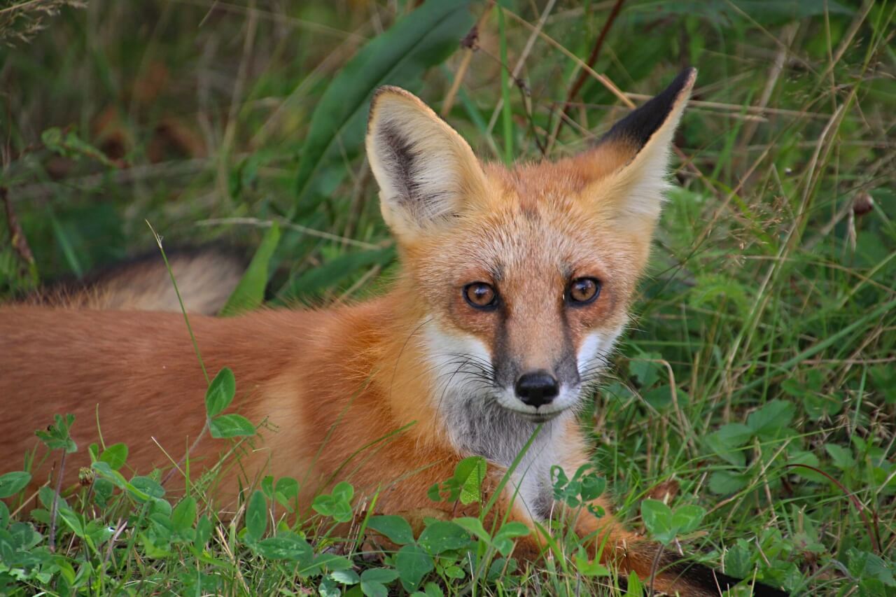 Le renard tue aussi sans consommer, mais ses indices sont différents