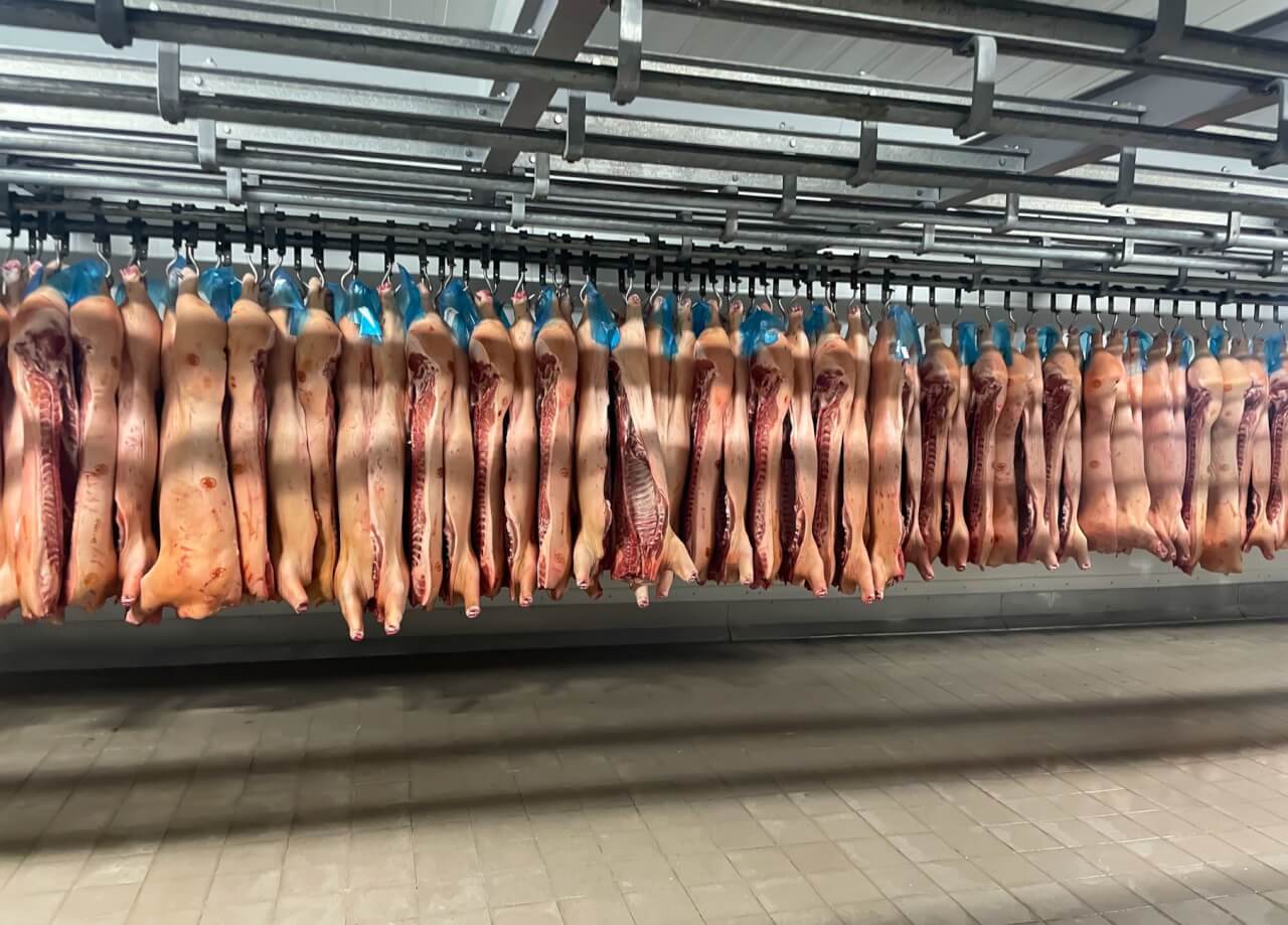 Les indices sur les carcasses pour identifier le prédateur sans erreur