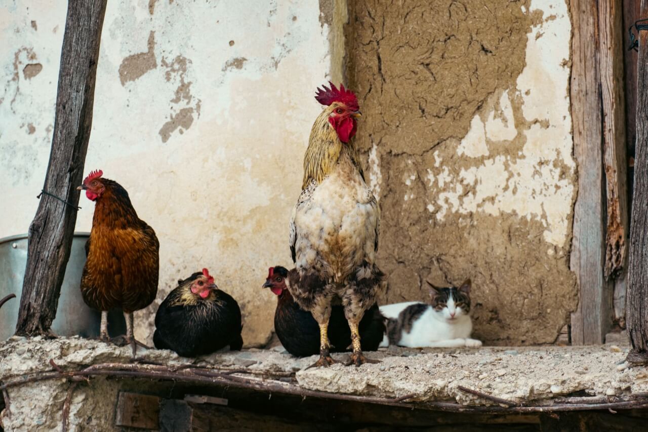 Quel animal tue les poules et les laisse sur place ? La fouine expliquée