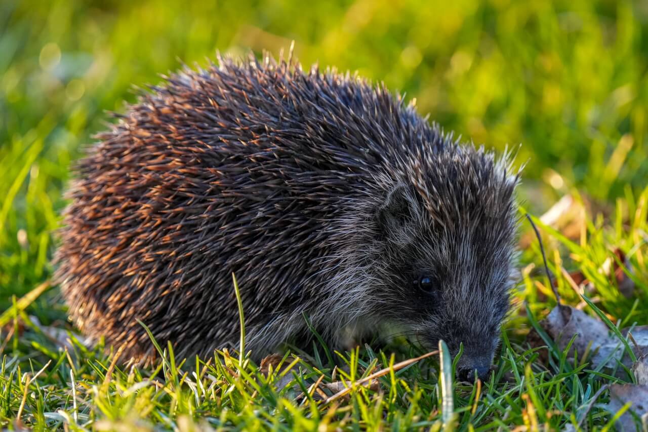 Caractéristiques physiques d'une crotte de hérisson saine