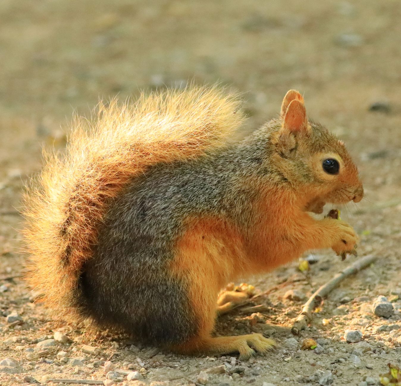 Morphologie de la crotte de renard : taille, forme et texture