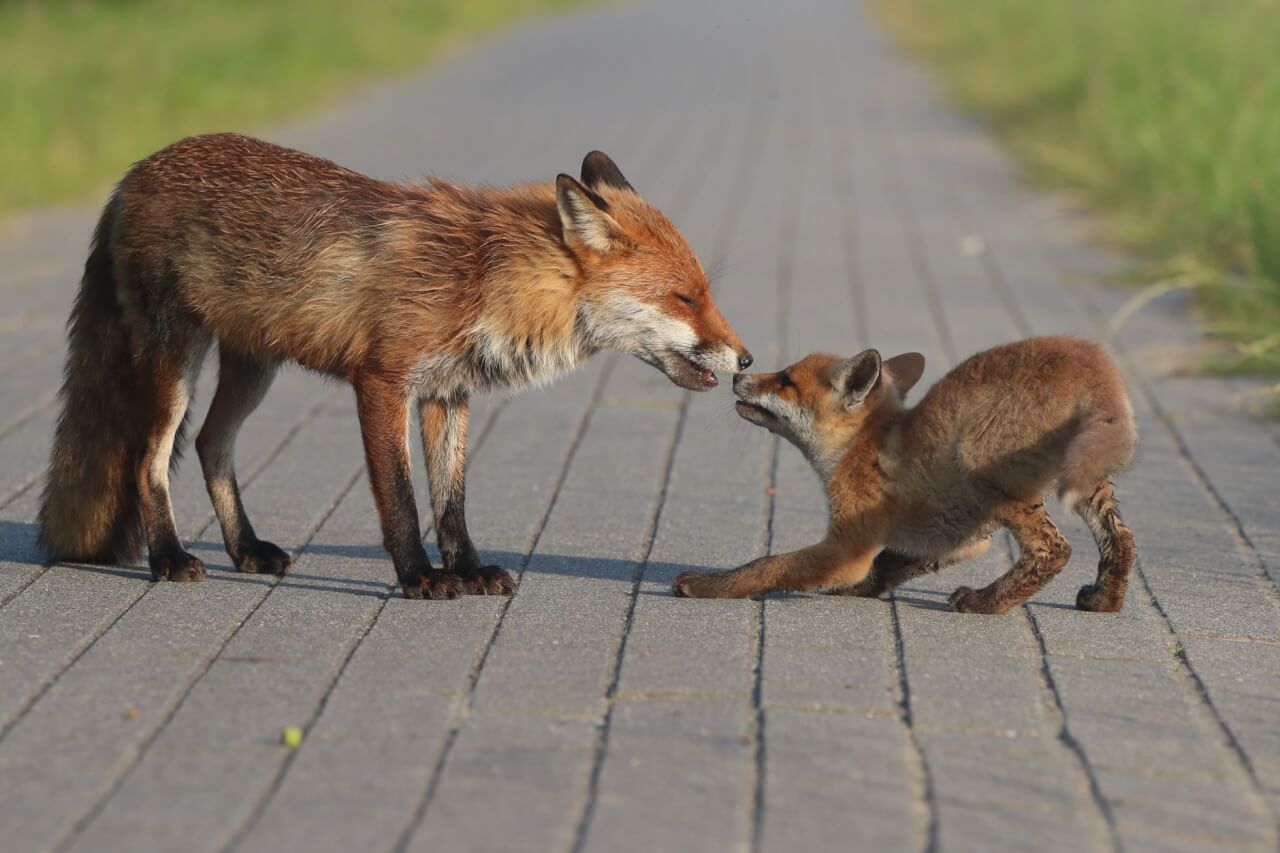 Comment distinguer la crotte de renard des autres fèces d'animaux sauvages