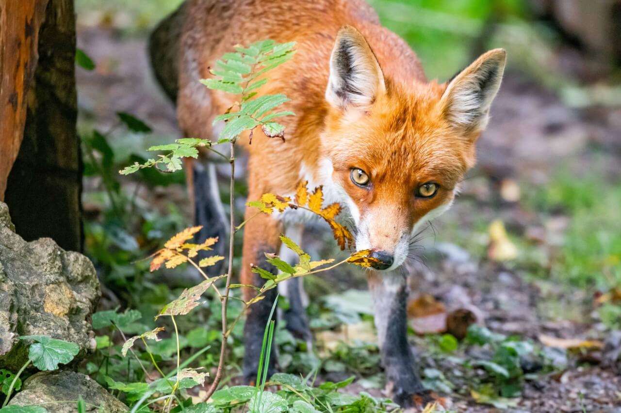 Crotte de renard : guide complet pour l'identifier dans ton jardin