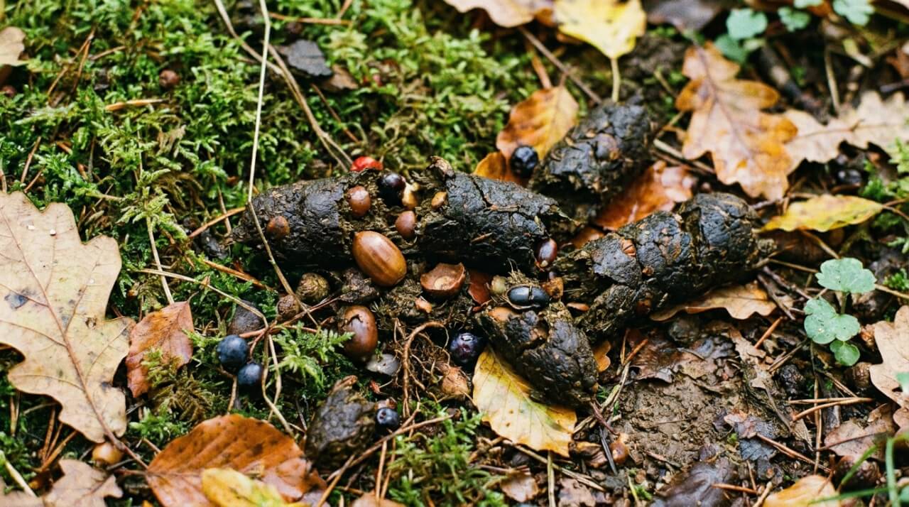 Ce que la crotte révèle sur le régime alimentaire du sanglier