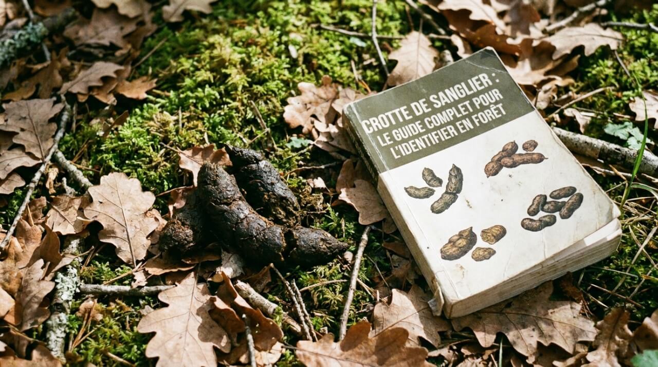 Crotte de sanglier : le guide complet pour l'identifier en forêt