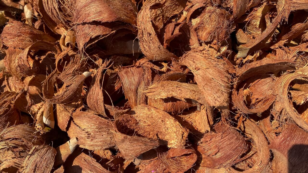 Pourquoi la tourbe et la fibre de coco donnent des densités si différentes