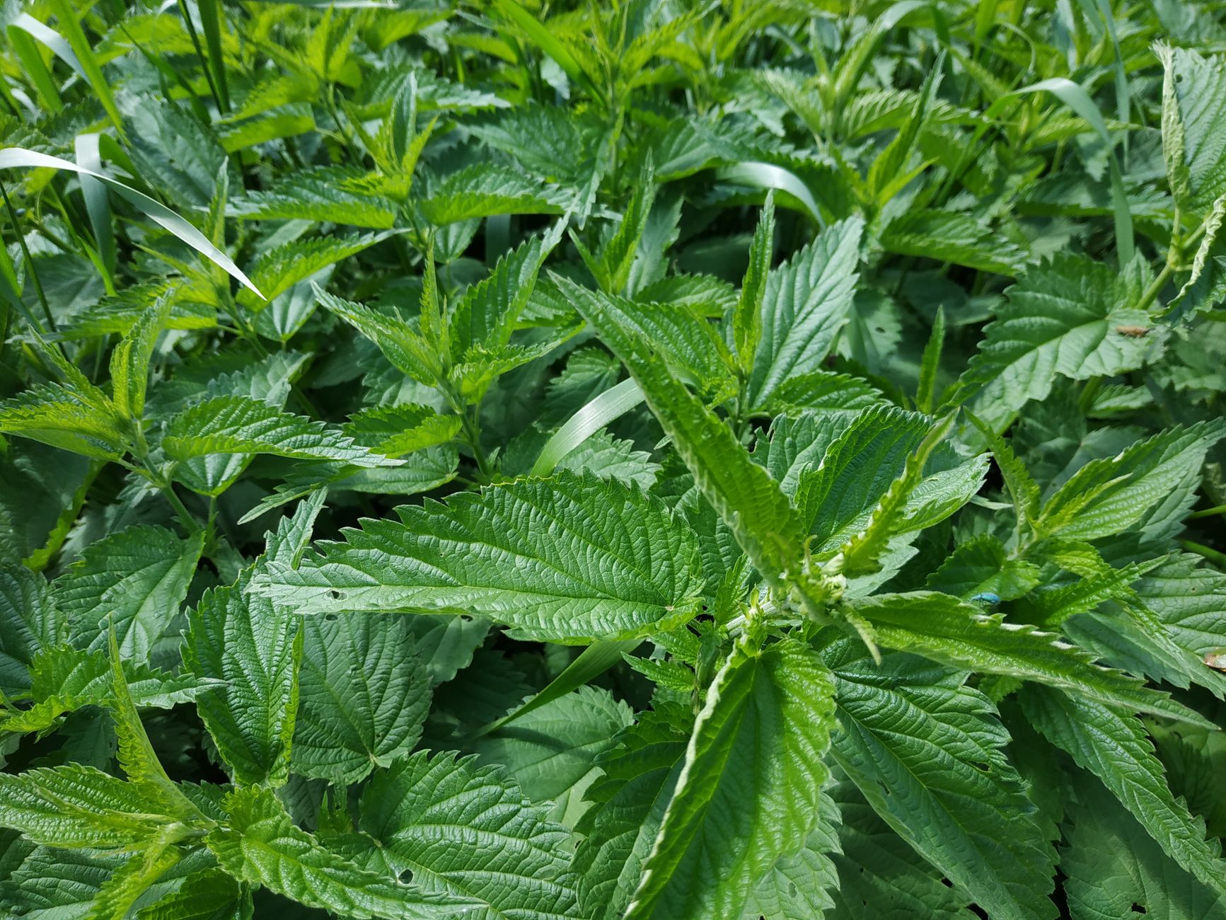 Dosage du purin d'ortie pour 1L d'eau : les proportions exactes par usage
