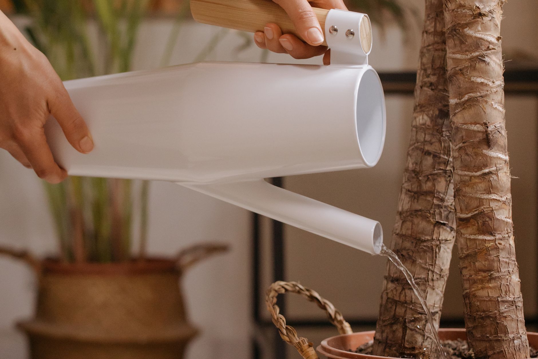 L'arrosage en pot : rythme, quantité et qualité de l'eau