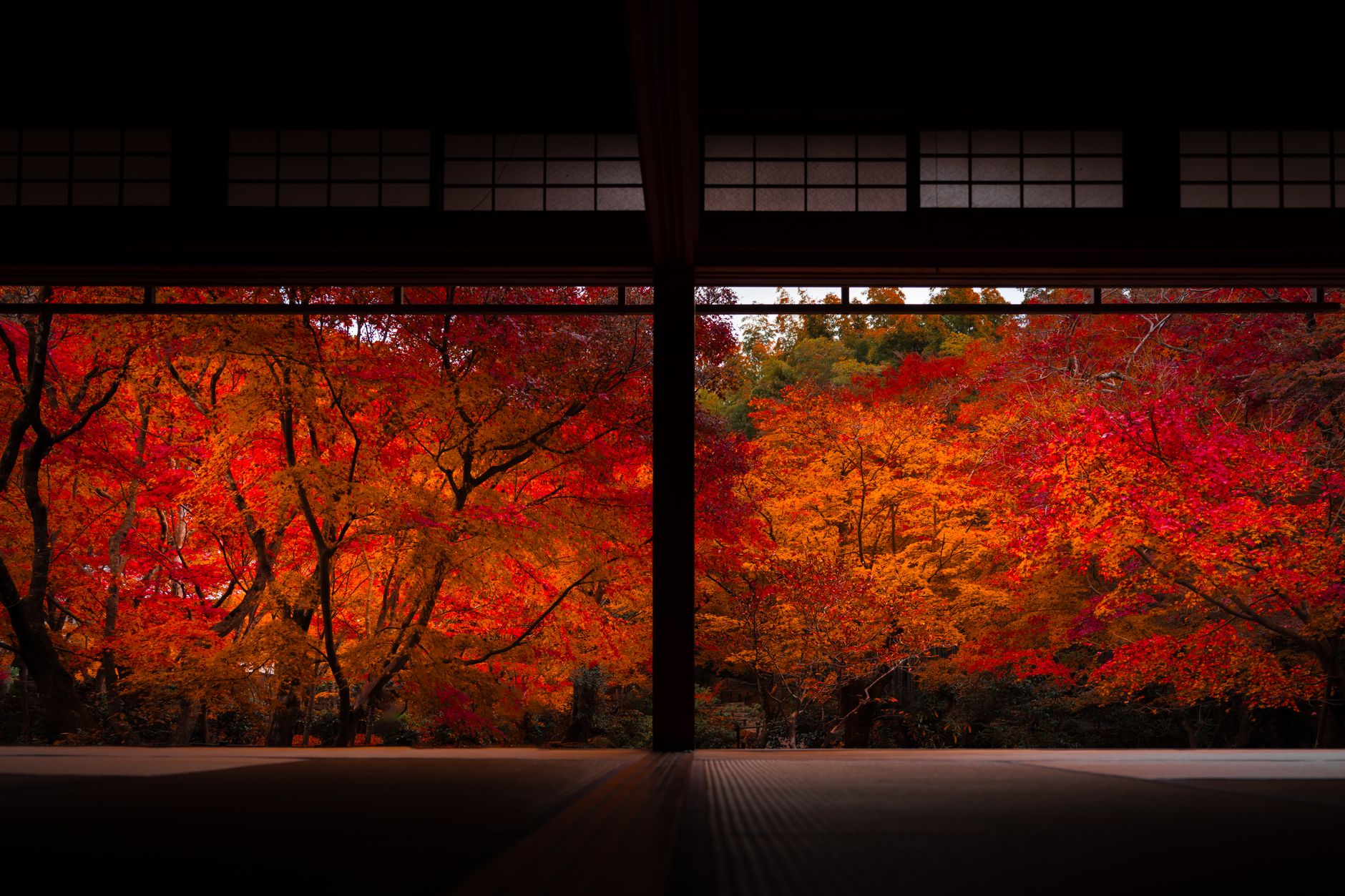 Érable du Japon en intérieur : le guide complet pour réussir sa culture
