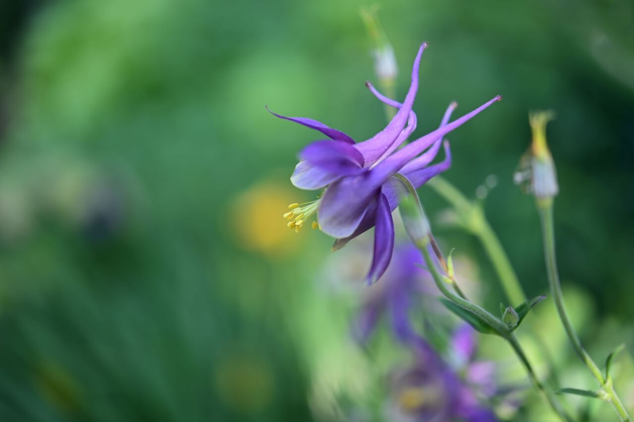 Arabette, ancolie, amourette : trois fleurs en "-ette" aux profils bien différents