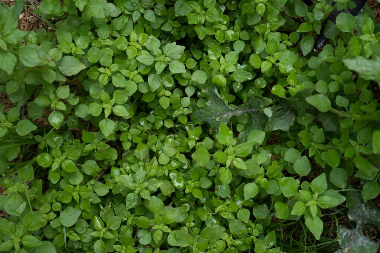 L'arabette des jardins : une tapissante précoce à ne pas confondre avec sa cousine sauvage