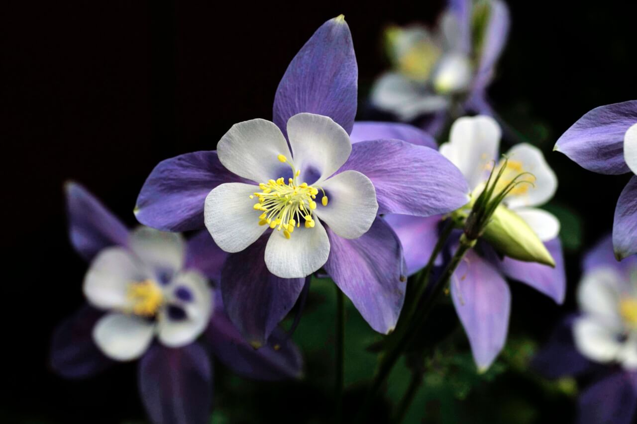 Fleurs en « -ette » : arabette, ancolie et amourette au jardin