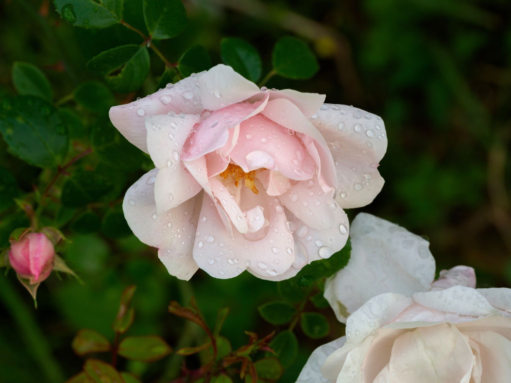 Les fleurs en E les plus cultivées dans les jardins français