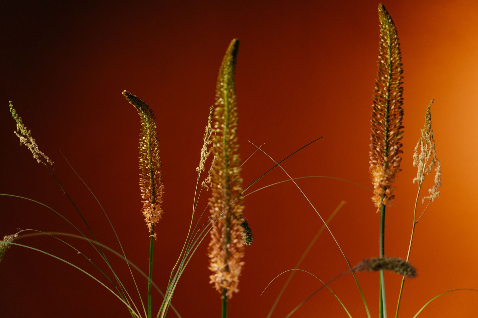 Fleurs en E à bulbes : eremurus, érythrone et endymion