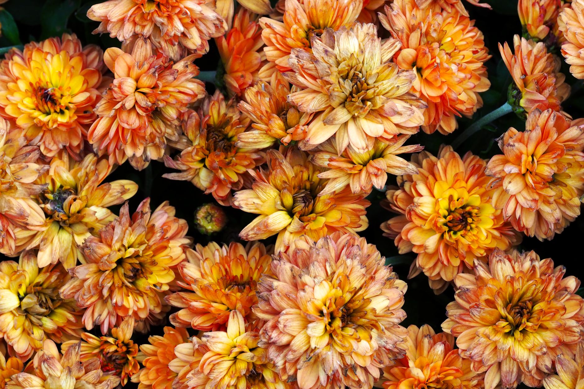 60+ Fleurs en E : Guide Complet des Plus Belles Variétés de Jardin