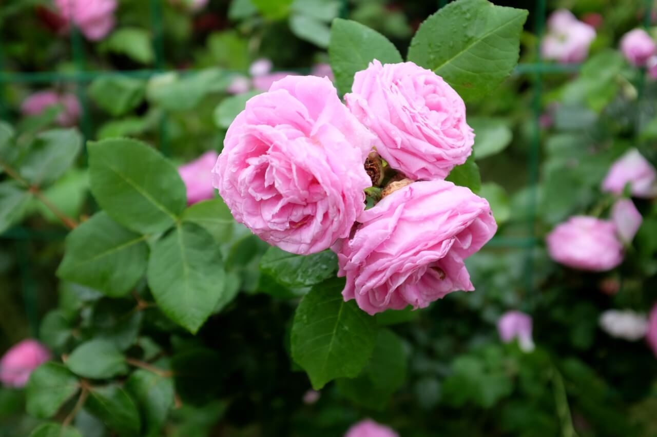 La rose, reine des fleurs cultivées dans le monde entier