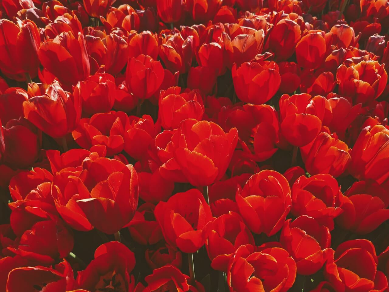 La tulipe, symbole du printemps aux 3 000 variétés enregistrées