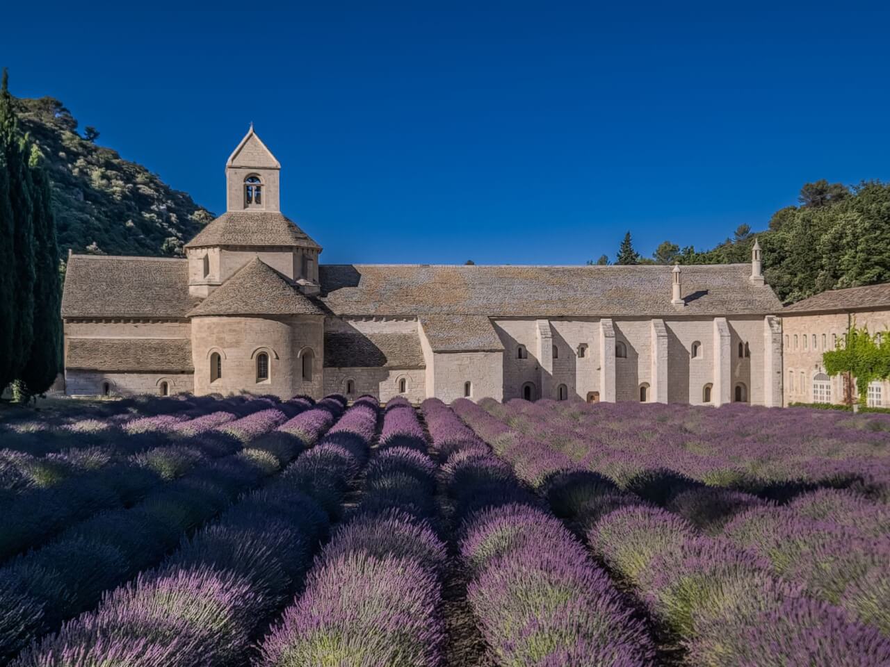 La lavande, entre culture provençale et usage thérapeutique