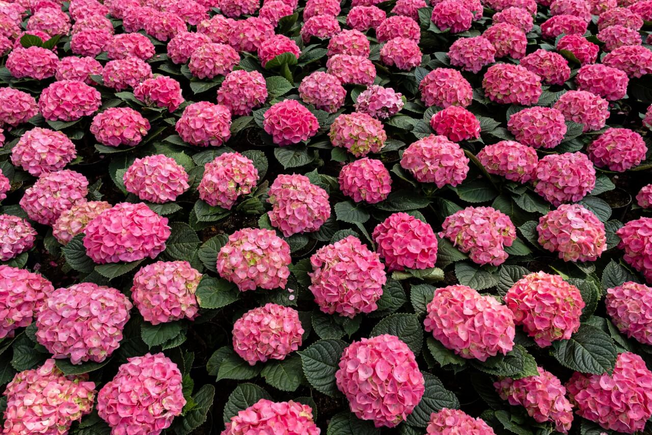 Les fleurs en P les plus cultivées : panorama des grandes familles
