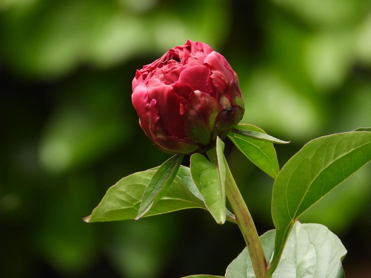 La pivoine, reine des fleurs en P : biologie, résistance et symbolique