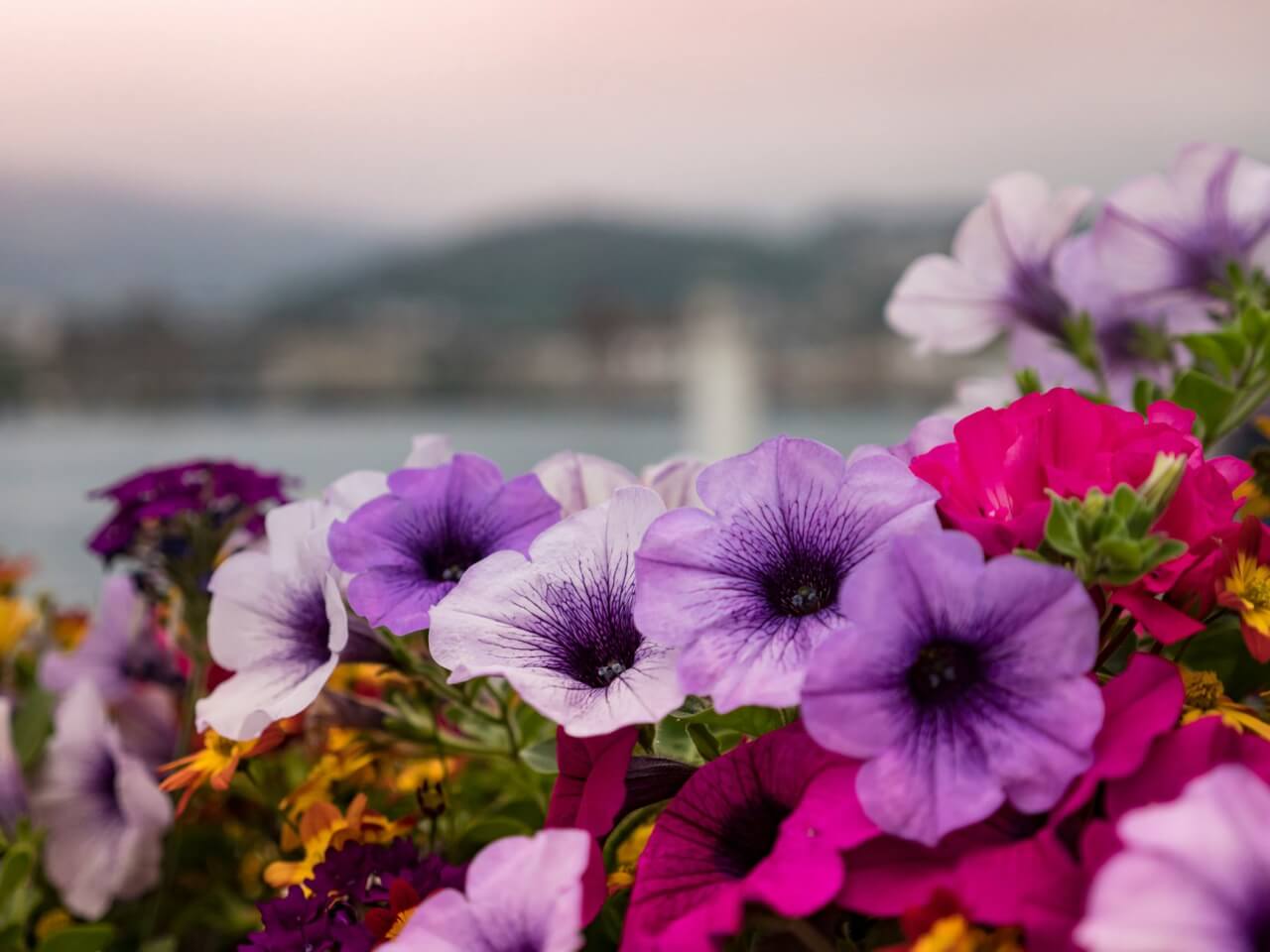 Pensée, pétunia, pavot : trois annuelles et bisannuelles aux usages bien distincts