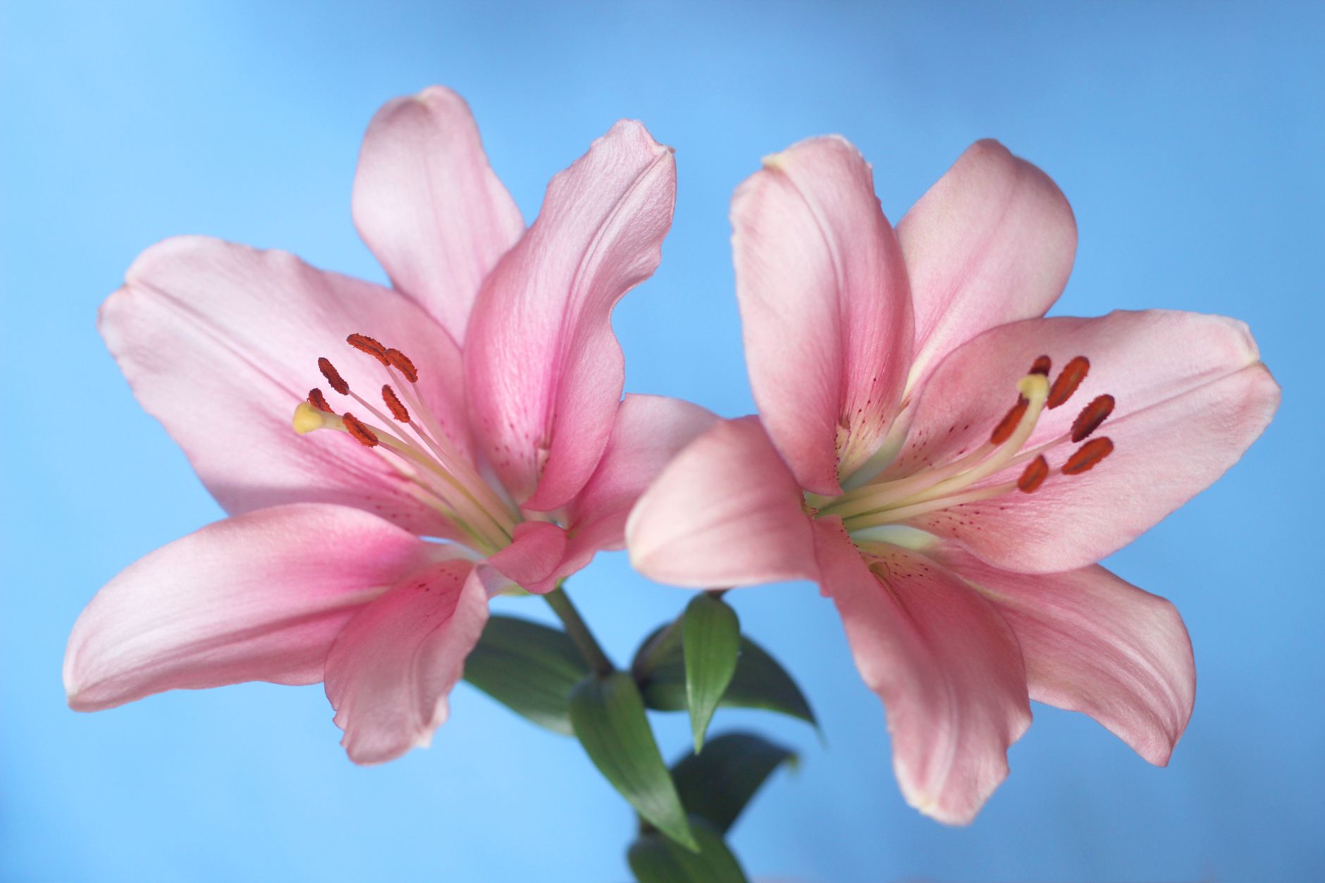 Pourquoi les fleurs portent-elles deux noms : le commun et le scientifique ?