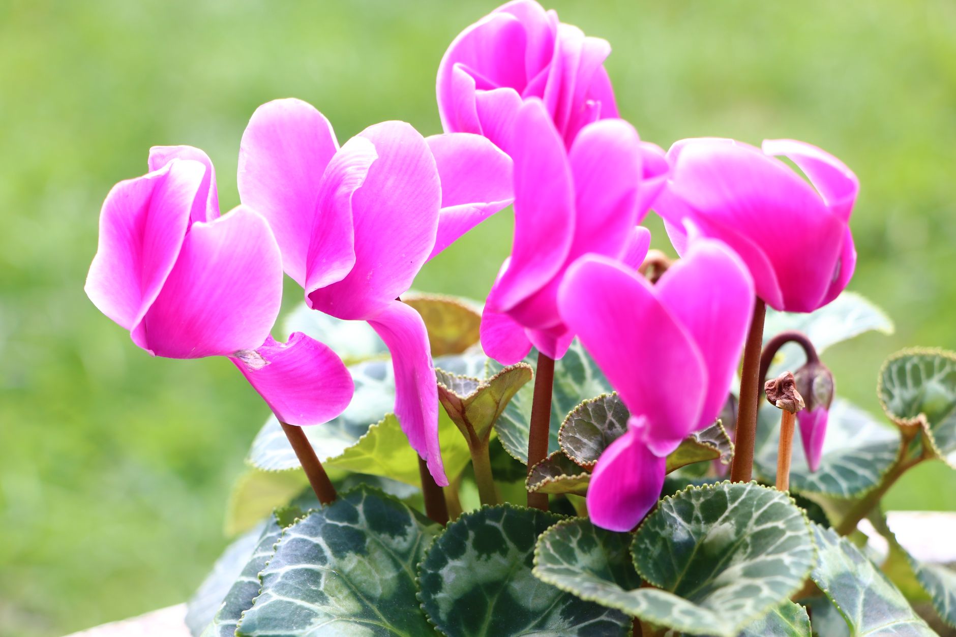 Les 70 fleurs avec leurs noms scientifiques : histoire et étymologie