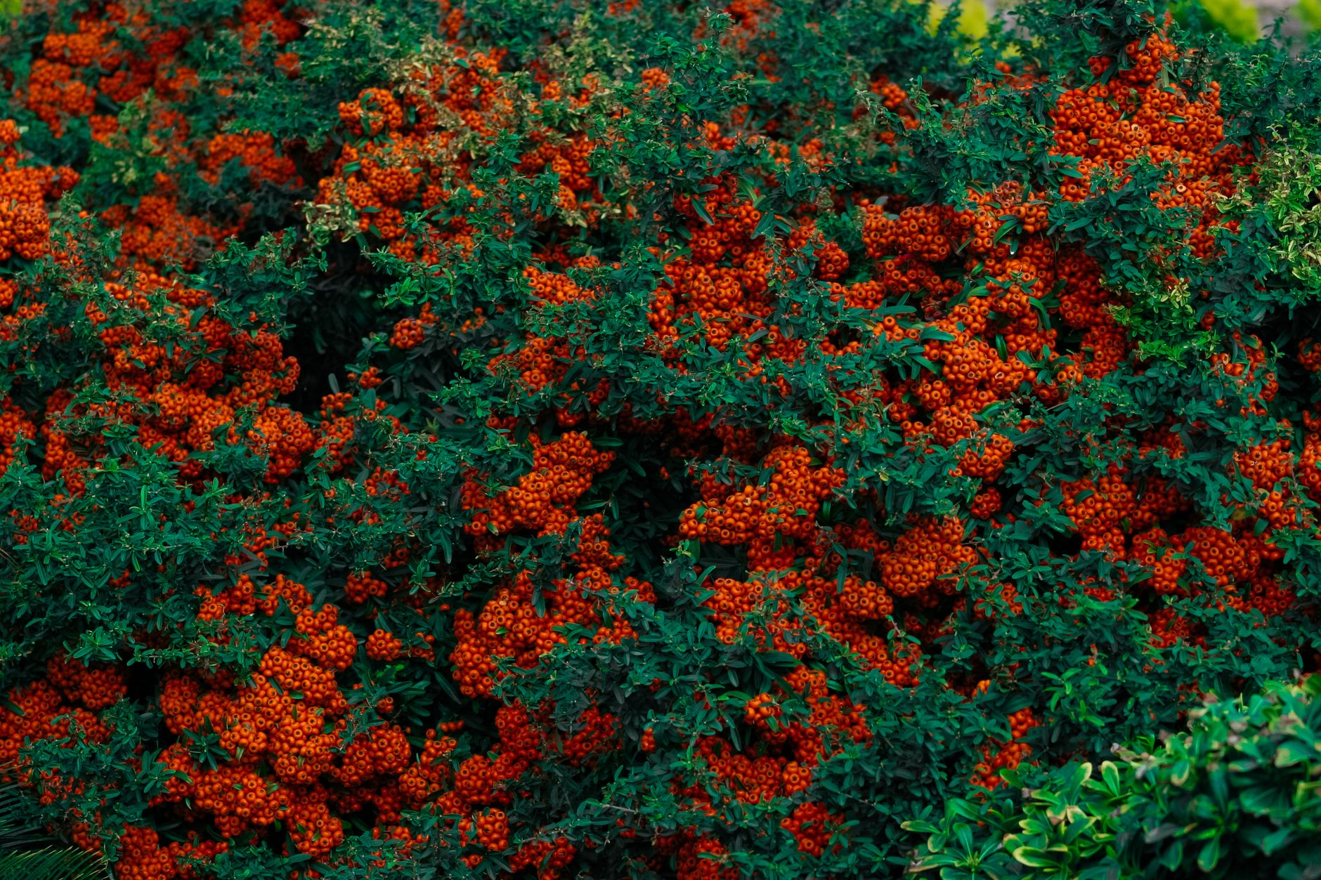 La haie de pyracantha est-elle vraiment interdite en France ?