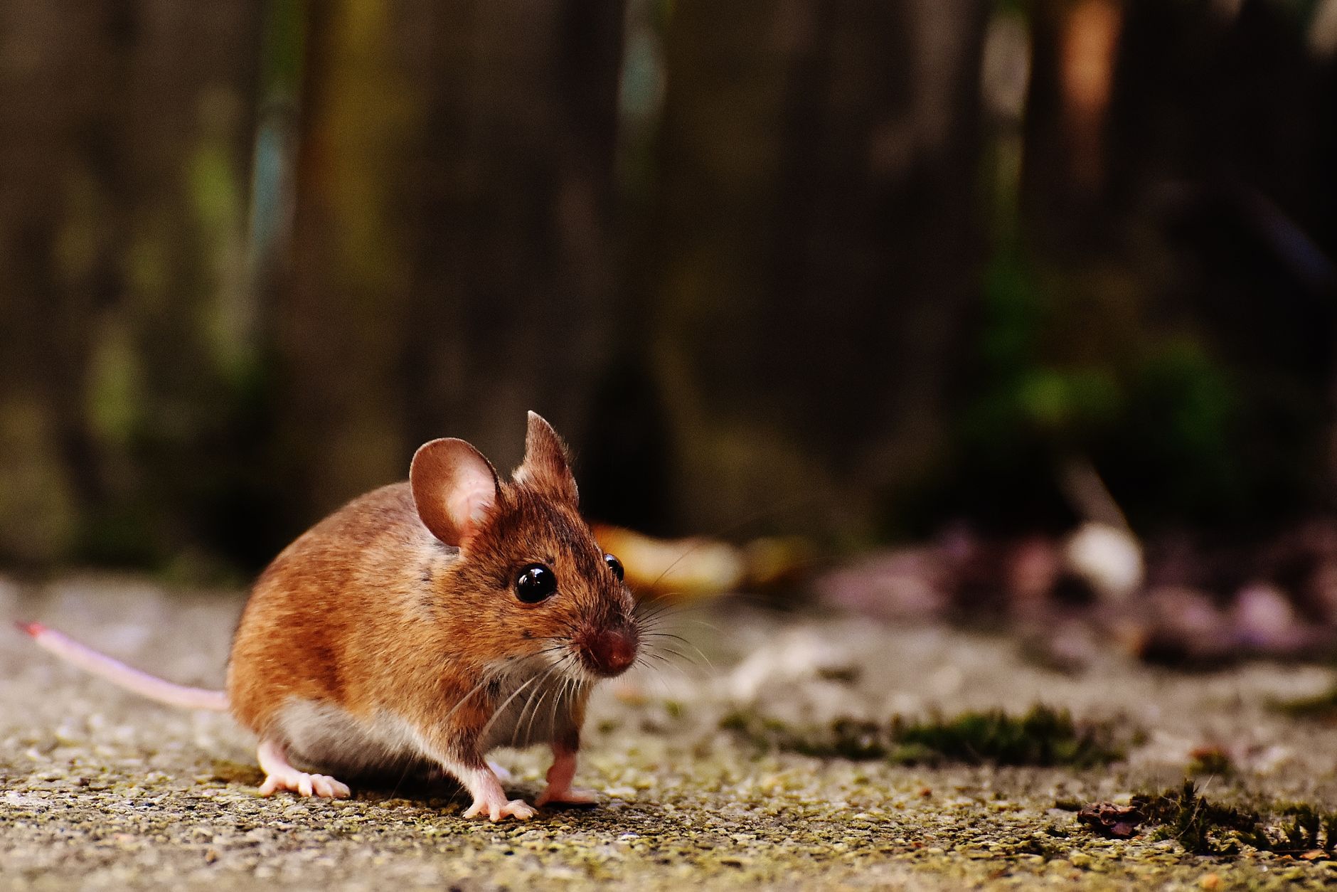 Crottes de fouine vs rat, mulot et autres animaux : le tableau comparatif