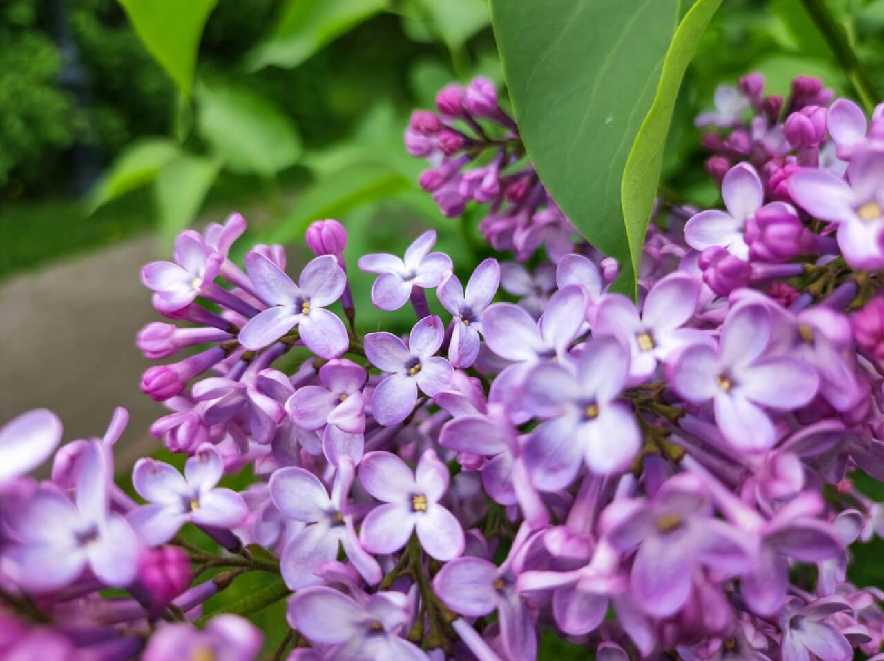 Origine et identité botanique du lilas des Indes