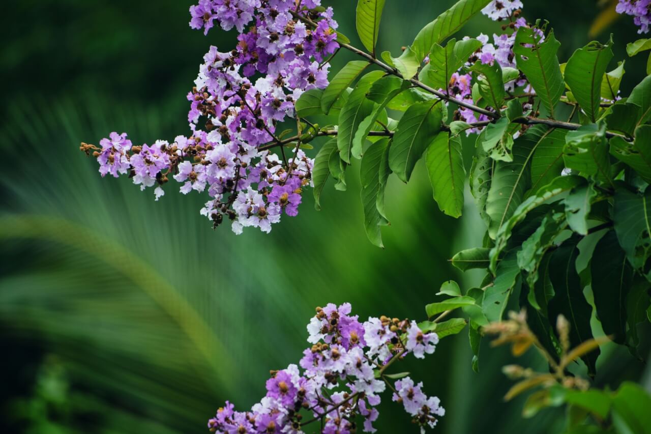 Les variétés de lilas des Indes : choisir selon la taille et la couleur