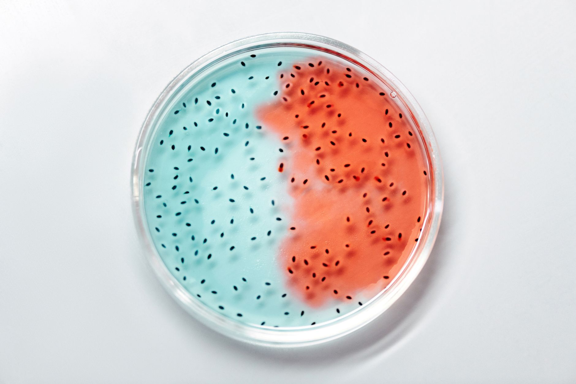 Les maladies bactériennes : galles et chancres sur les tiges