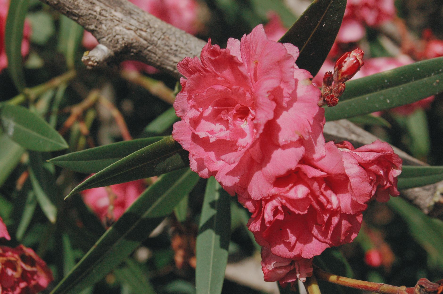 Maladies du laurier-rose : identifier et traiter en photo