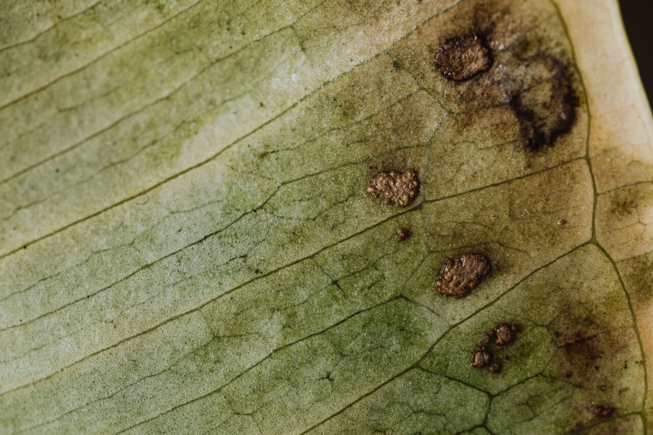 La gommose à Phytophthora : la maladie la plus destructrice du citronnier