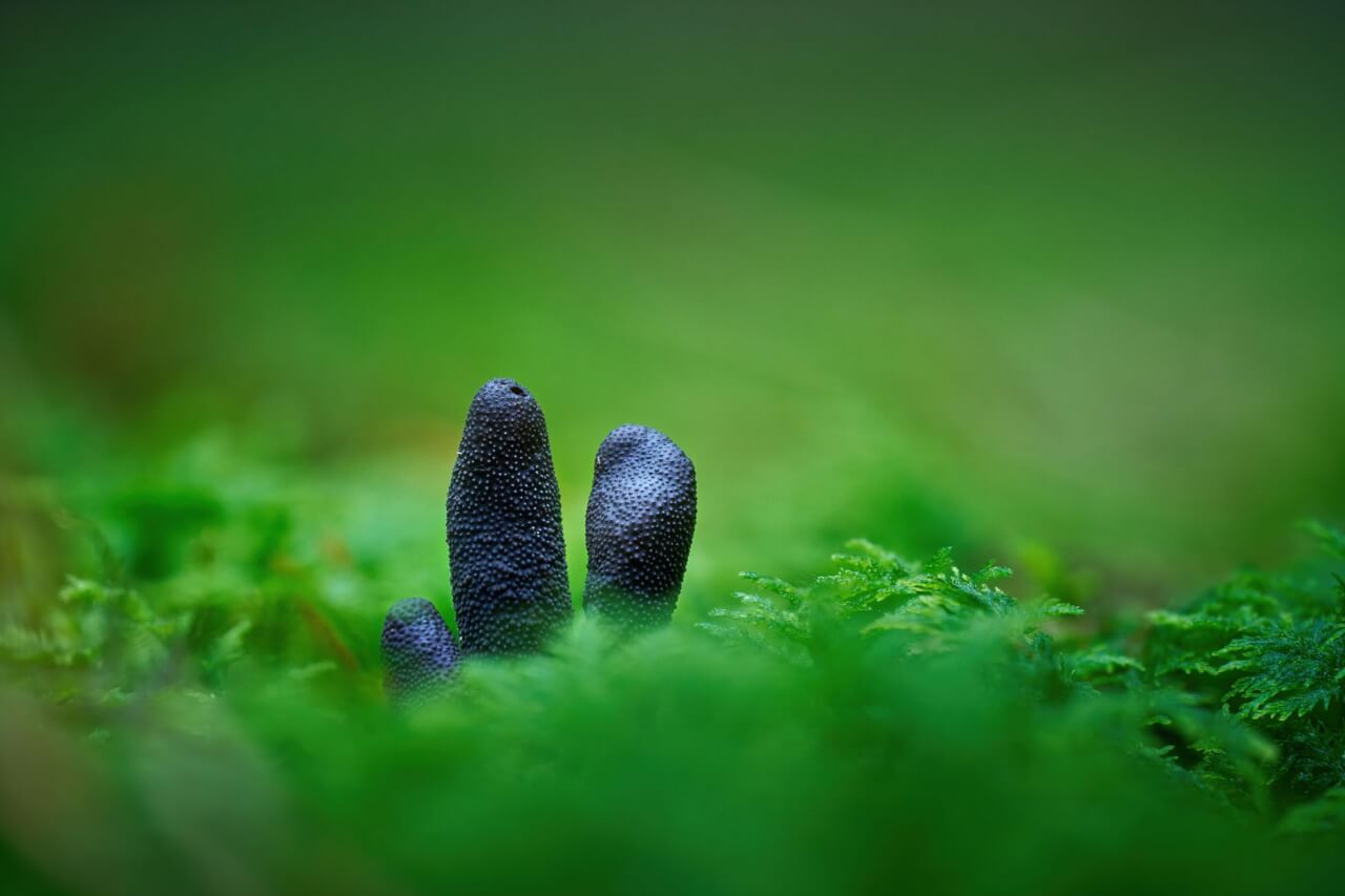 La fumagine : le champignon noir qui suit les insectes piqueurs