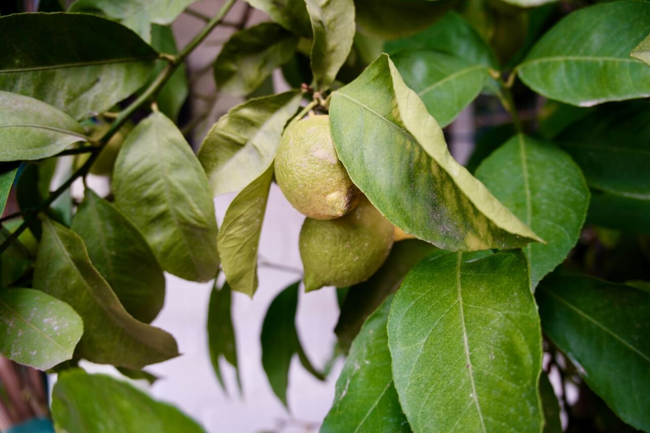 Maladies du Citronnier : Identifier et Traiter 20 Affections en Photos