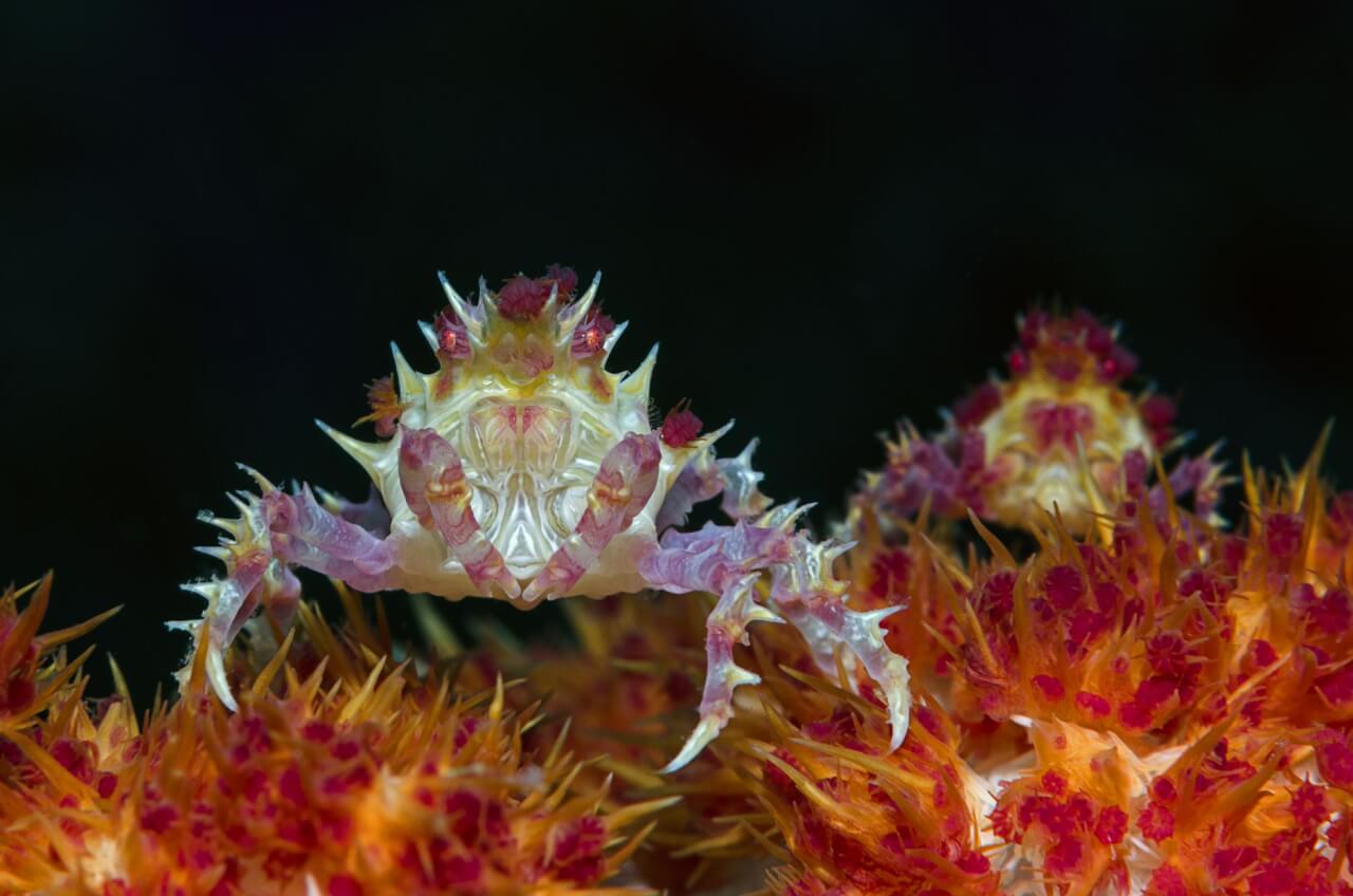 Deux espèces sous un même nom : Atypus affinis et Nemesia caementaria
