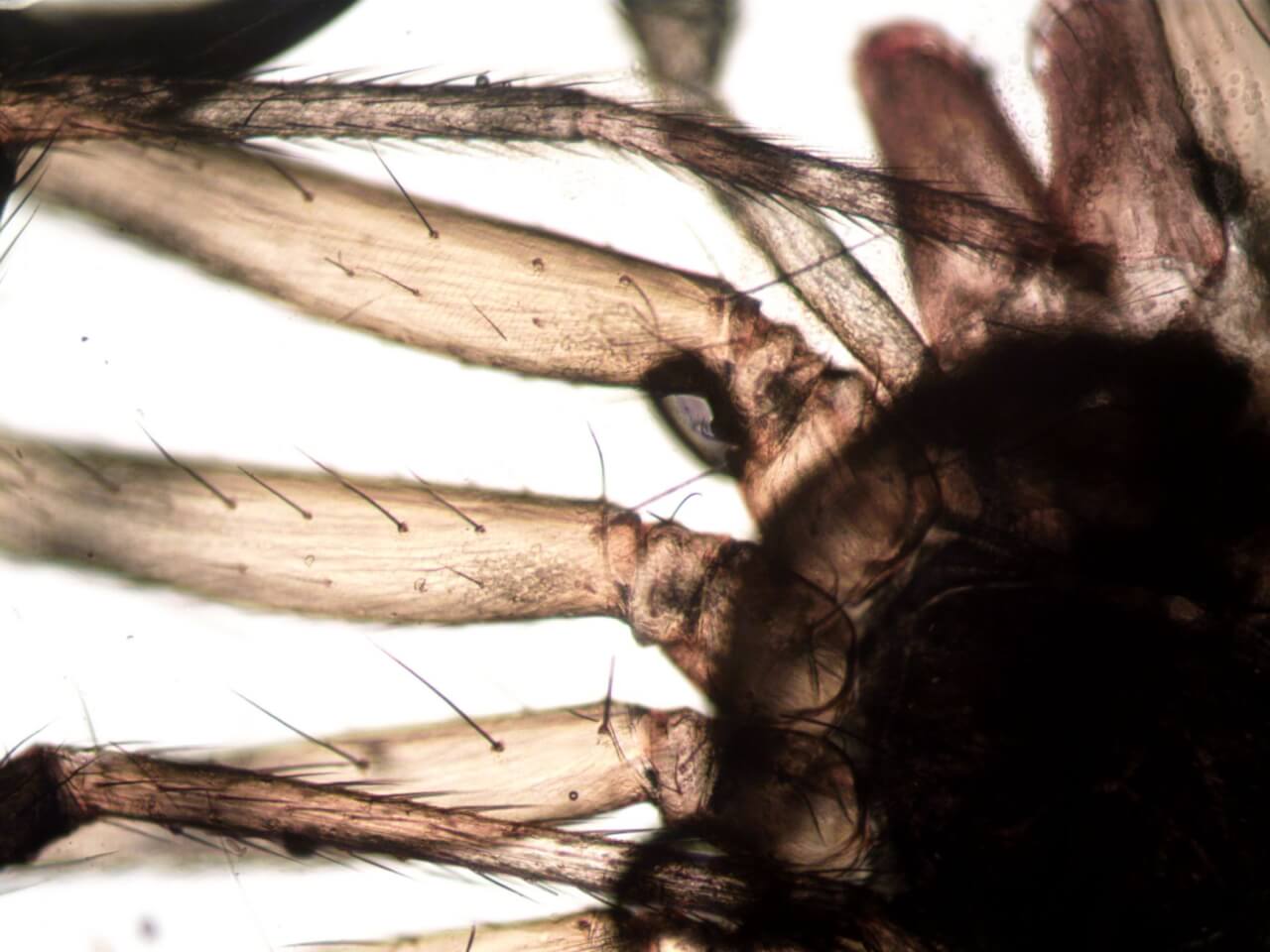 Morphologie et taille réelles de la mygale de Provence