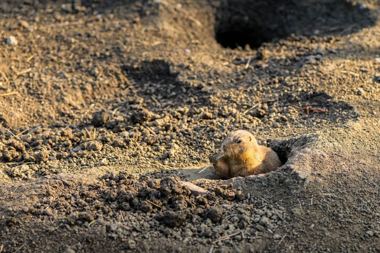 Habitat : garrigues, sols calcaires et terriers souterrains