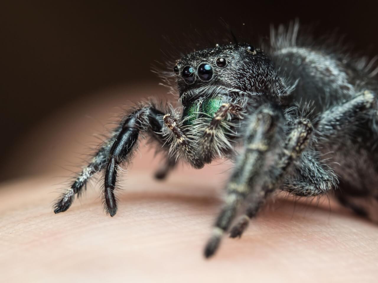 Mygale de Provence : deux espèces fascinantes sous un même nom