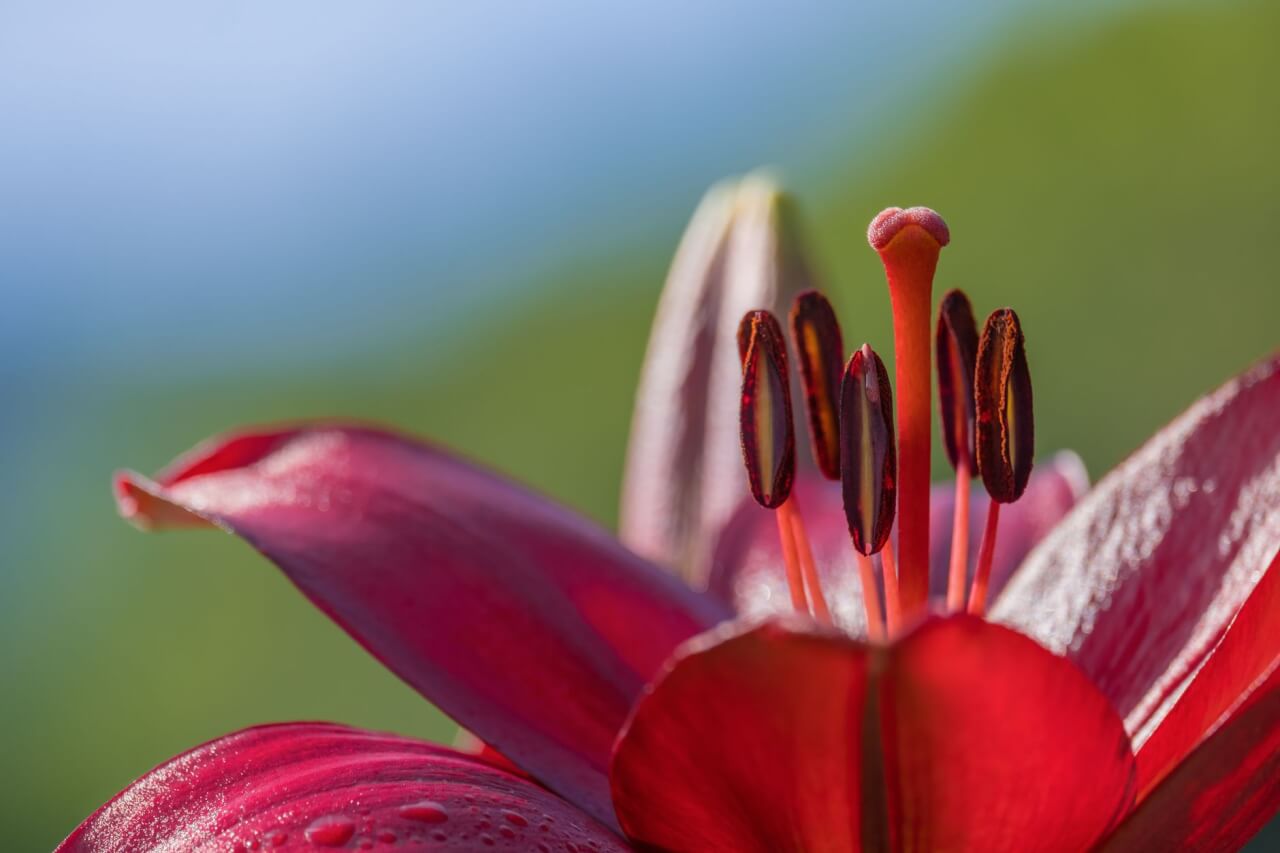 La structure d'une fleur pour mieux comprendre ses noms