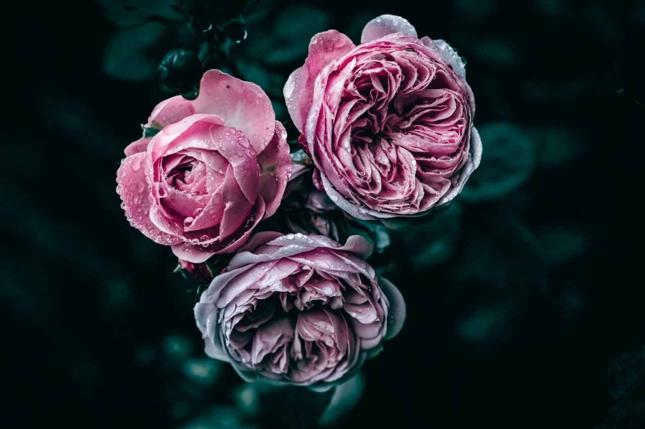 Les 25 fleurs les plus connues et leurs noms : panorama commercial et botanique