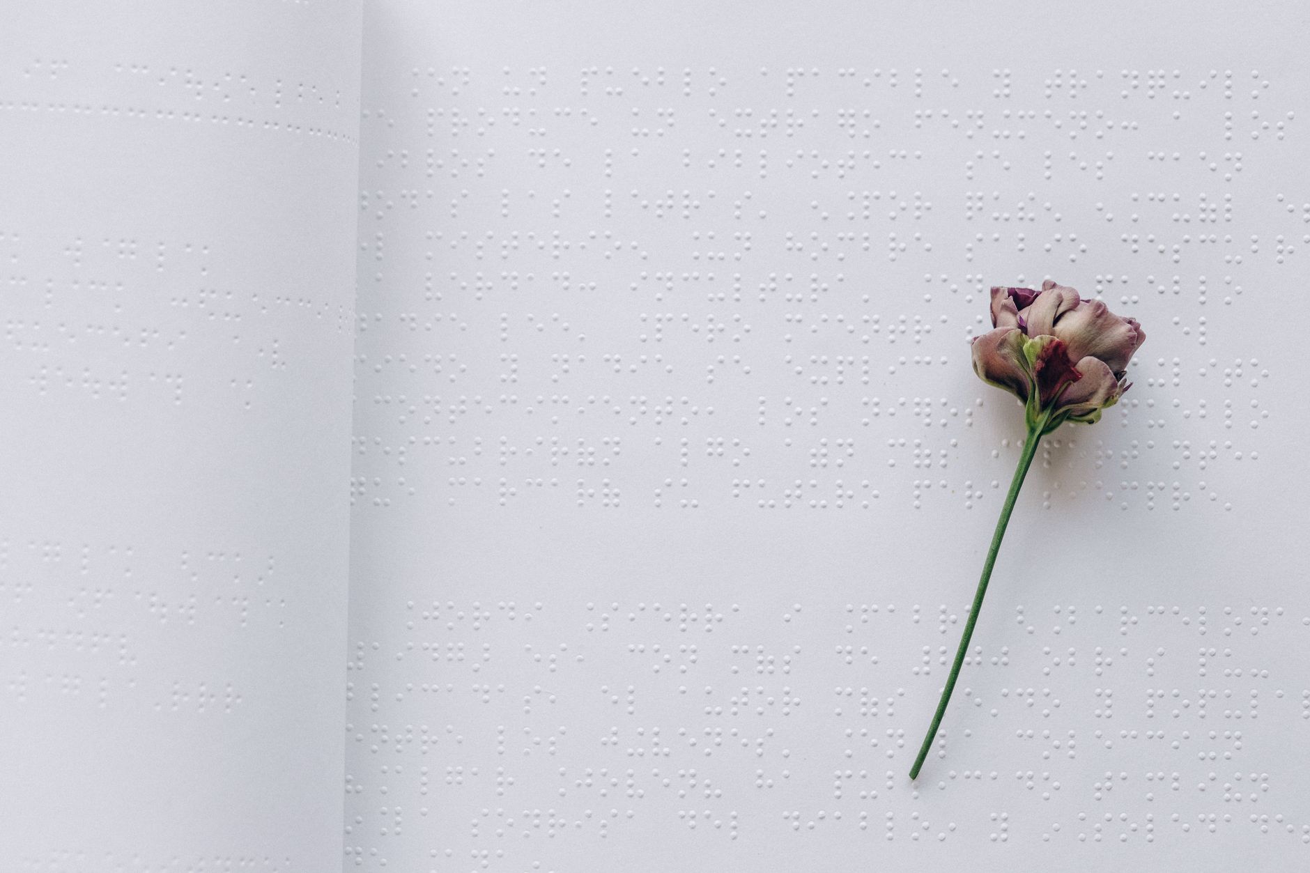 Les 400 000 noms de fleurs décryptés : du commun au scientifique