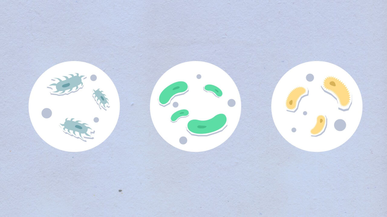Gale bactérienne à Pseudomonas : les galles rondes, signe distinctif visible en photo