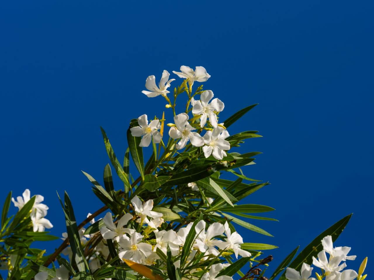 Identifier les maladies du laurier-rose sur photo : guide complet