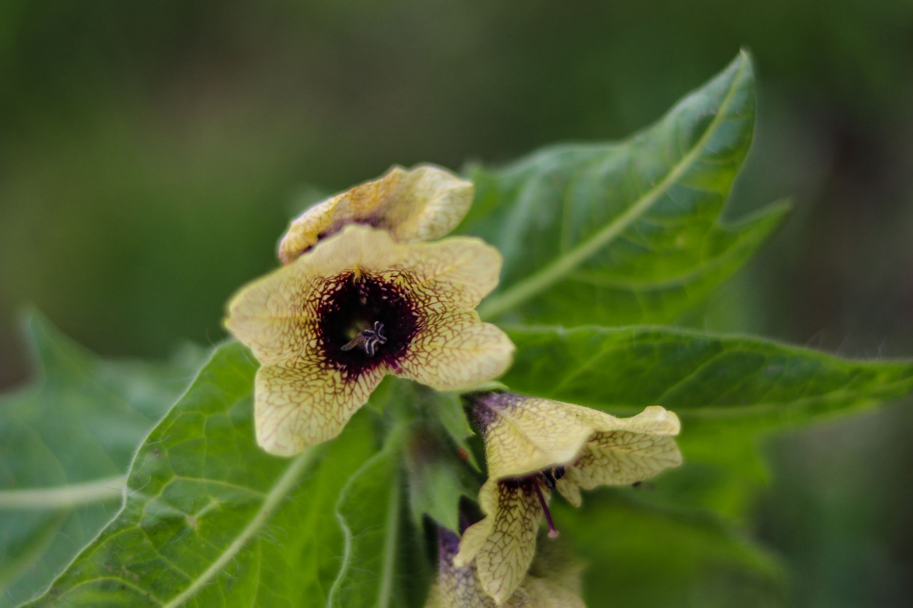 Confusion avec des plantes toxiques : le vrai risque d'intoxication