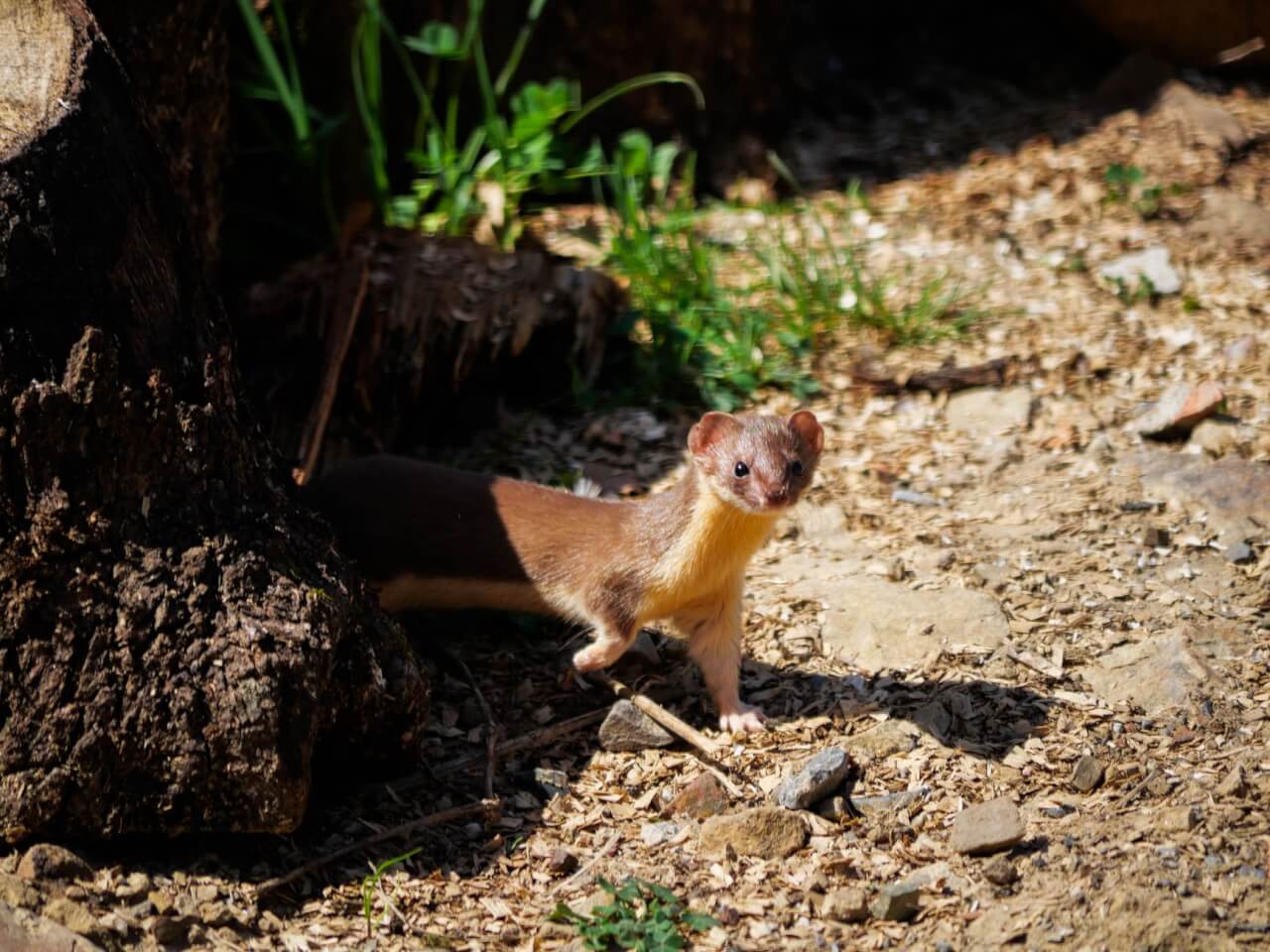 Pourquoi la belette ne peut pas devenir un animal de compagnie