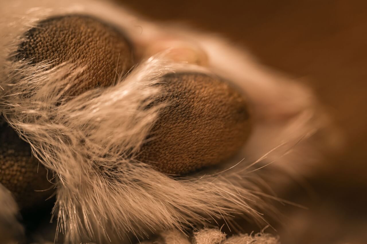 Signification des couleurs et des pattes du chat porte-bonheur