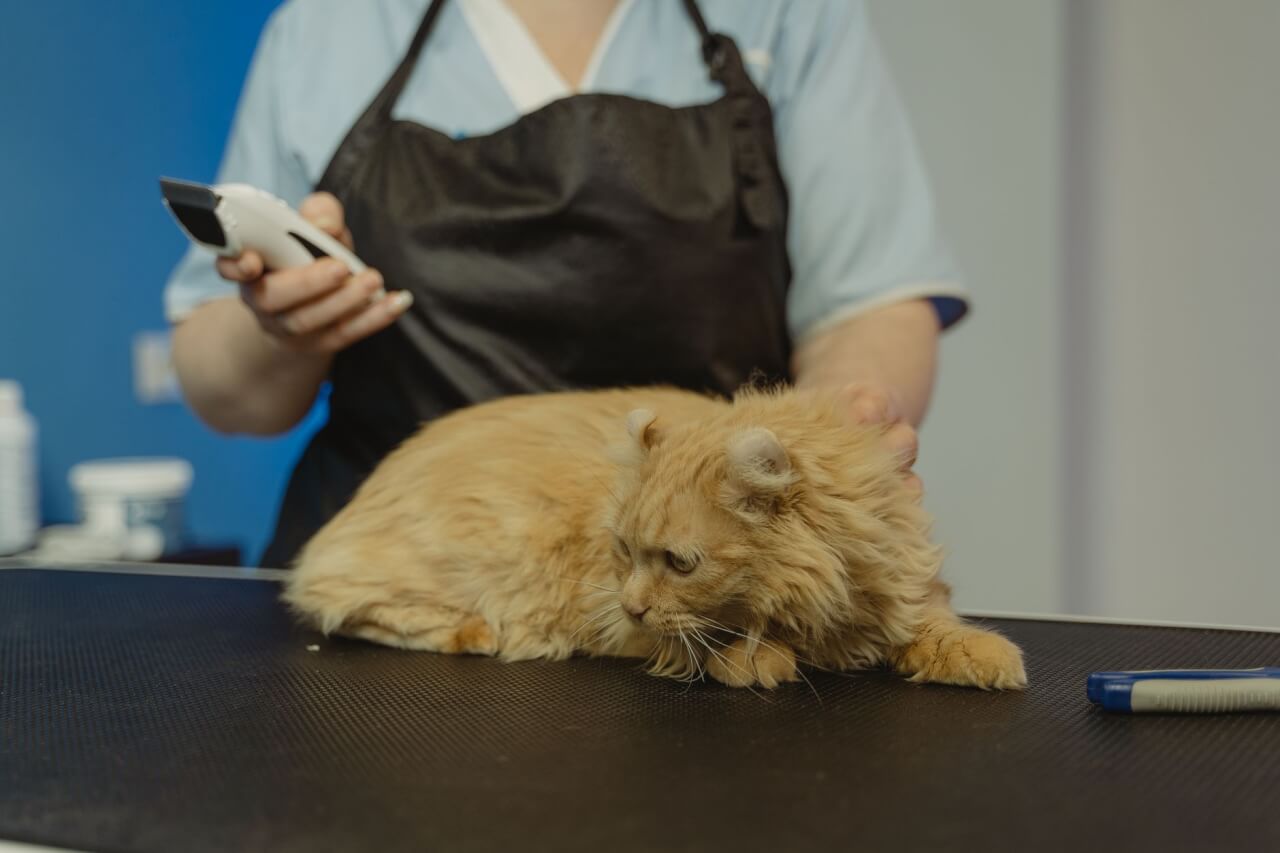 Comparatif des animaleries et services félins autour de Périgueux