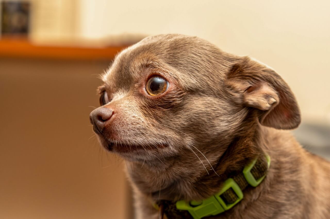 Les signes qui doivent alerter : mon chien a-t-il une allergie alimentaire ?